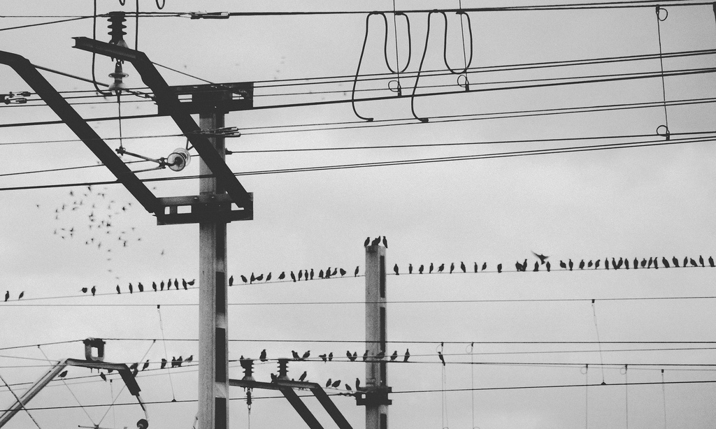 Pájaros en la catenaria